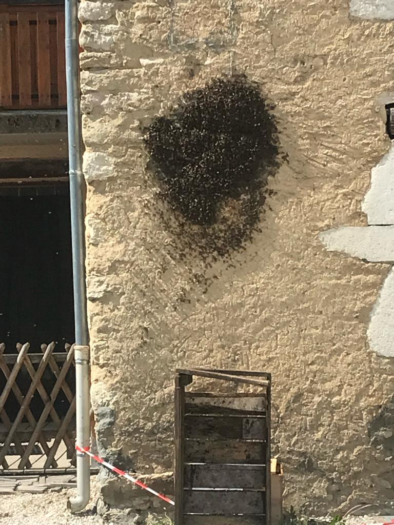 Nid d'abeilles